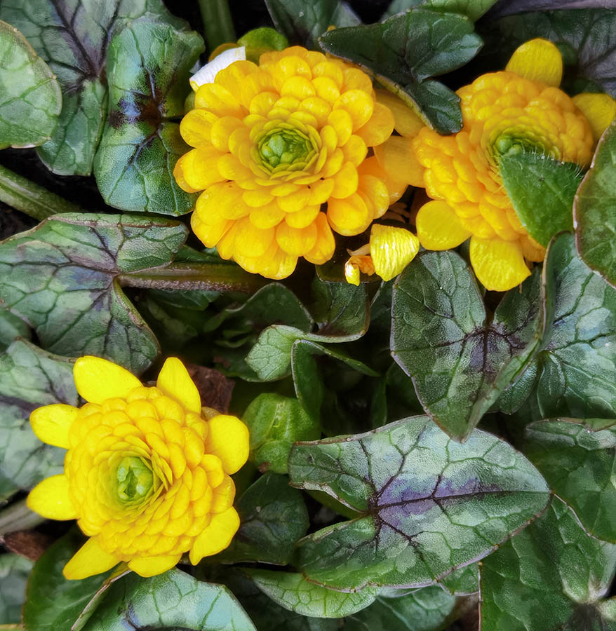 Ficaria verna 'Collarette'